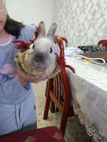 ласки: Домашний декоративный кролик - Окрас: светло-серый с более тёмными — 5