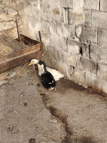 собака дом: Самка и самец 6-7месяц — 2