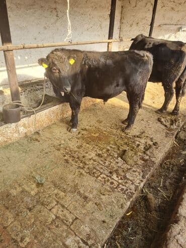 коровы молочной породы купить: Продаю | Корова (самка), Бык (самец), Тёлка | На откорм, На забой, Для разведения — 1