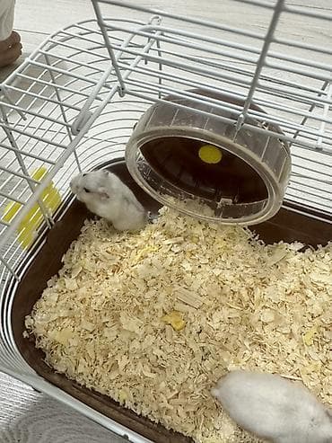 хомяк цена бишкек: 🐹 ПРОДАЮ ДВУХ ХОМЯЧКОВ 🐹 Милые, активные и красивые хомячки ❤️ На — 3