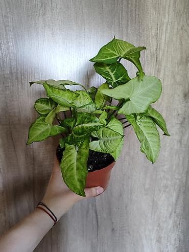 филодендрон плуто: Сингониум (Syngonium podophyllum) в горшке. - Компактный куст с яркой — 1