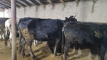 эчки улак сатылат: Сатам | Уй (ургаачы), Кунаажын — 9