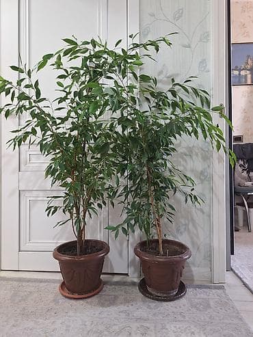 Фикус Бенджамина в горшке - Вид: Ficus benjamina