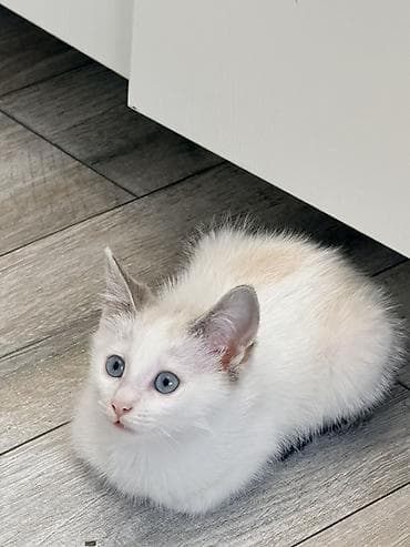 Животные: Котёнок 1.5 месяца, мальчик, с голубыми глазами. Мы зовем его — 2