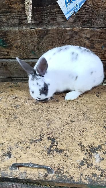 кролики бабочки: *КАНТ* Продается декоративный кролик (либо объмен на норальных — 2