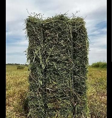 зерно пшеницы: Сено в тюках самовывоз 260с
Кант Интернациональное — 2