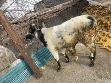 кролик французский баран: Продаю | Корова (самка), Бык (самец), Тёлка | Бельгийская | На откорм, На забой, Для разведения | Искусственник — 2