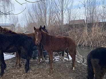 Продаю | Жеребенок | Для разведения