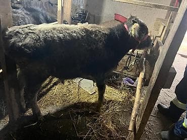 молоко осла: Продаю | Бык (самец) | На откорм — 3