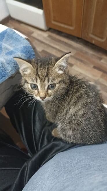 новорожденные котята: Отдаем в добрые руки котят🙏 черная, рыжая и серая -это девочки — 2