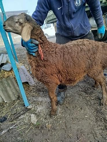 лабрадор голден ретривер купить: Продаю | Ягненок, Баран (самец) | Арашан | Для разведения — 4