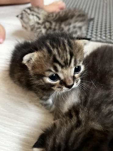 Кошки: Котята с классическим тигровым (табби) окраcом. Вислоухие На фото — — 3