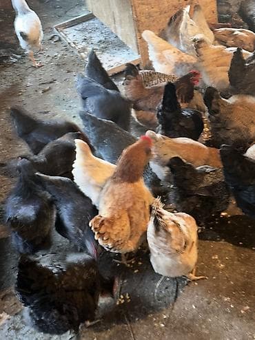 Аквариумы: Домашние куры и петухи — 8