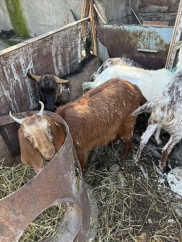 голуби животные: Продаю | Коза (самка) | Полукровка | Для разведения — 10