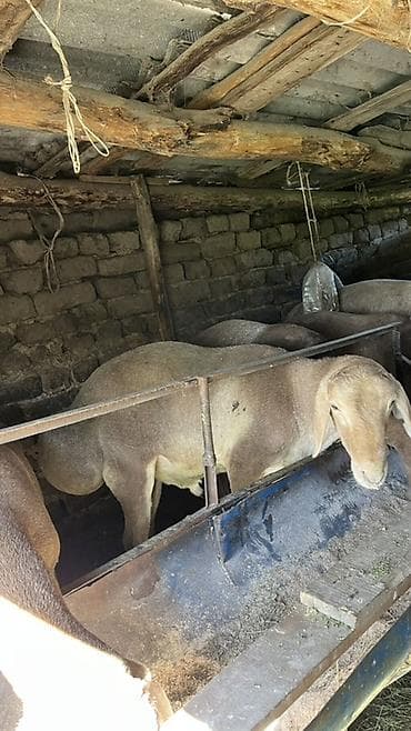 стришка барана: Продаю | Овца (самка) | На забой — 1