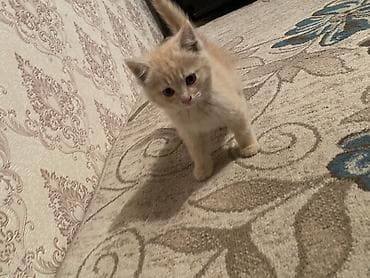 отдам даром котенка: 2 месяца, Девочка, Рыжий, Приучена к лотку — 4