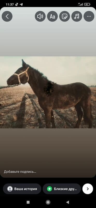 сколько стоит щенок алабай: Продаю | Жеребец | Для разведения | Мерин — 2