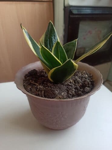 цветы уличные: Сансевиерия трёхполосная — 3