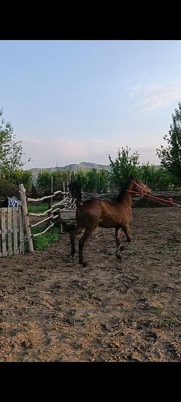 щегол птицы: Продаю | Конь (самец) | Конный спорт — 3