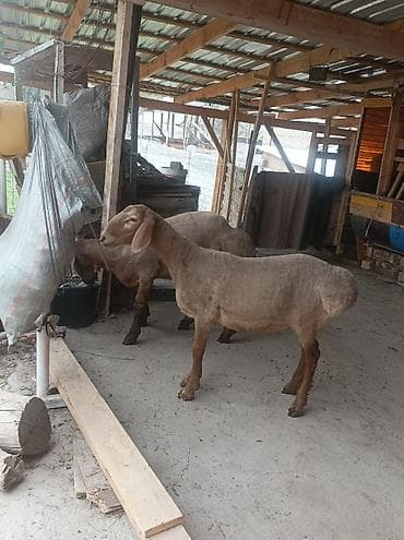 шведская корова: Продаю | Овца (самка), Баран (самец) | Арашан | Для разведения | Матка — 4