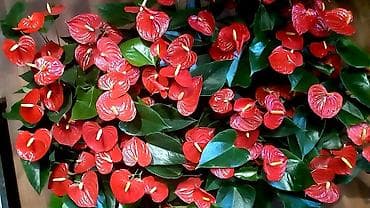 дорого: ДОРДОЙ БАЗАР. Цветочки на любой вкус и кошелек!!! Порадуйте себя и — 6