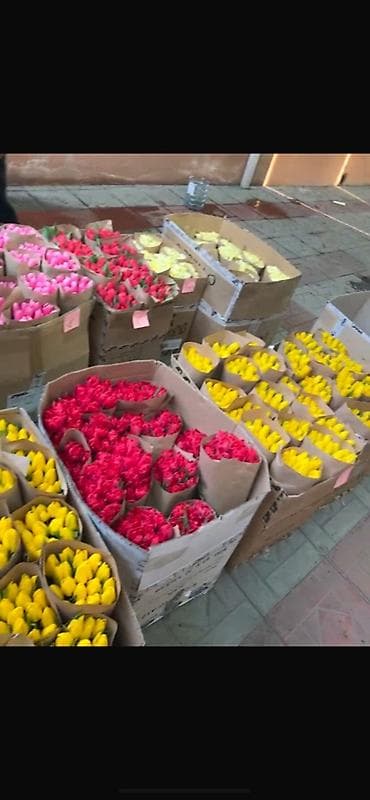 Тюльпаны срезанные, упаковки по букетам в крафт-бумаге. Разные цвета