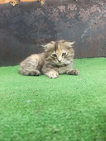 в добрые руки кошки: Вислоухие котята окрасы черепаховый и дымчато-черепаховый. - Отдадим — 2