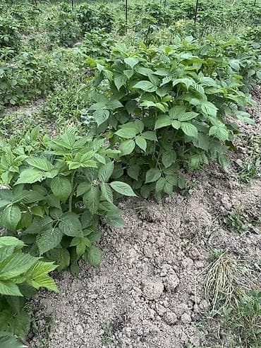 мули: Маравилла, один из популярных ремонтантных сортов малины (дает урожай — 3