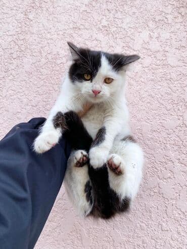 британская кошка купить: 4 месяца, Мальчик, Метис, Приучена к лотку, Проглистована — 1