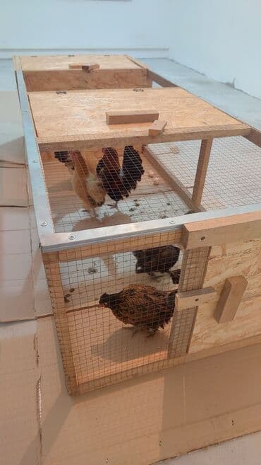 домик для птицы: Клетка для цыплят, курей, индюшат. Зоотовары. сетки для кур с — 4