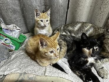 Собаки: Отдам котят в хорошие руки — 5