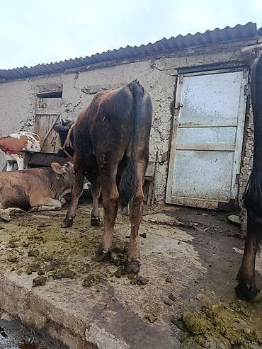самый лучший сильный умный собака: Продаю | Бык (самец) | На откорм | Привязанные — 2