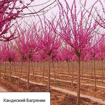 купить дерево катальпа: Кандиский багрянник (Cercis) — декоративное листопадное дерево с — 1