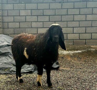 корова дойный: Продаю | Овца (самка), Ягненок, Баран (самец) | Арашан, Гиссарская, Долан | Для разведения | Племенные, Котные, Осеменитель — 1