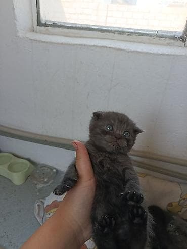 котята для гор: Котята, окрас серый/дымчатый - Помет из трёх малышей: два тёмно‑серых — 5