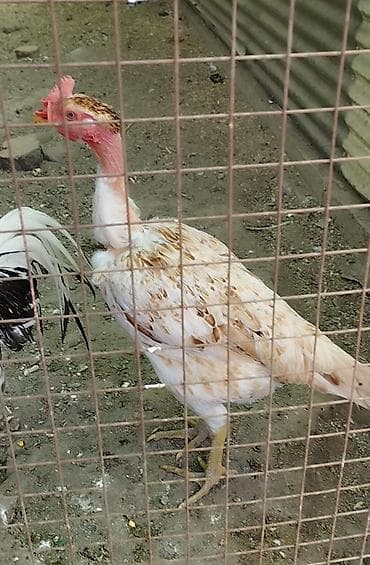 Сатам | Тооктор | Тебиштирүүчү | Көбөйтүү үчүн — 1