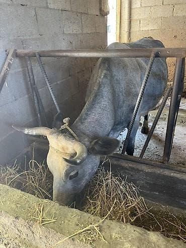 каро: Продаю | Корова (самка) | Для молока | После отела — 2
