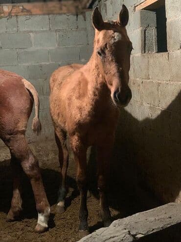 цены породистых собак: Продаю | Жеребенок | Для разведения — 7