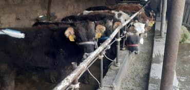 продаю связи с переездом: Продаю | Бык (самец) — 6