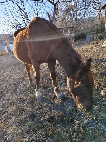 куда отдать собаку бишкек: Продаю | Кобыла (самка) | Рабочий — 2