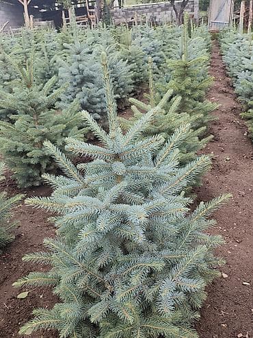 Дом и сад: Ель колючая голубая (Picea pungens ‘Glauca’) — декоративные саженцы с — 3