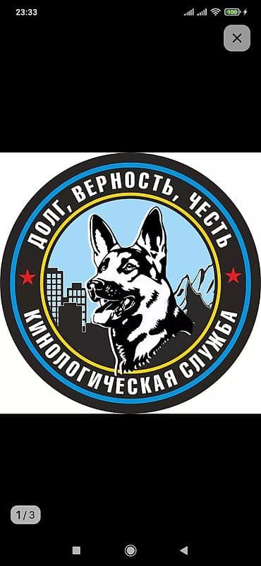 Услуги кинолога: дрессировка, коррекция поведения и социализация