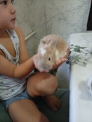 декоративные заборы: Кролик с окрасом, сочетающим белый и светло-коричневый цвета. Обладает — 20