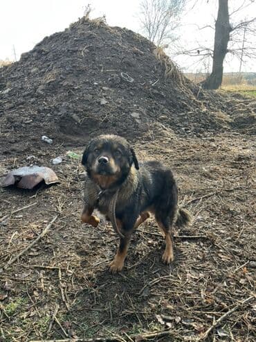 Овчарка, 4 года, Самец, С прививкой