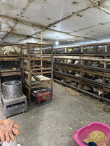Продается производство бройлерных курей!!!Птицеводческое оборудование