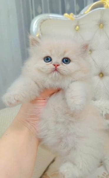 Вязка кошек: Выставляется на продажу чистокровная шотландская девочка безумно — 5