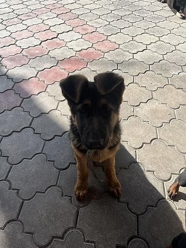 дворняга: ДРЕССИРОВКА СОБАК | ГАРАНТИЯ РЕЗУЛЬТАТА!!! Хотите послушного — 7