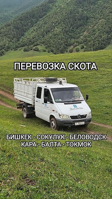 Услуги: Перевозка скота на специализированном грузовике (борта с высоким — 1