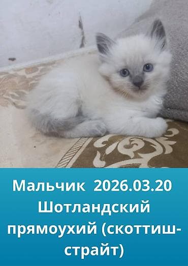 Скотиш Страйт (Шотландская прямоухая), 2 месяца, Мальчик, Белый, Проглистована, С прививками, Приучена к лотку