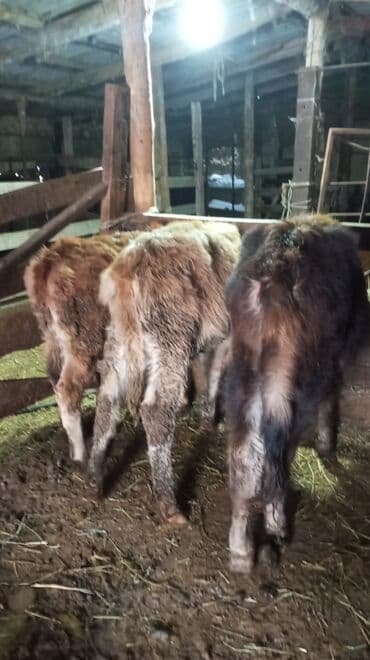 парода бык: Продаю | Тёлка | На откорм — 4